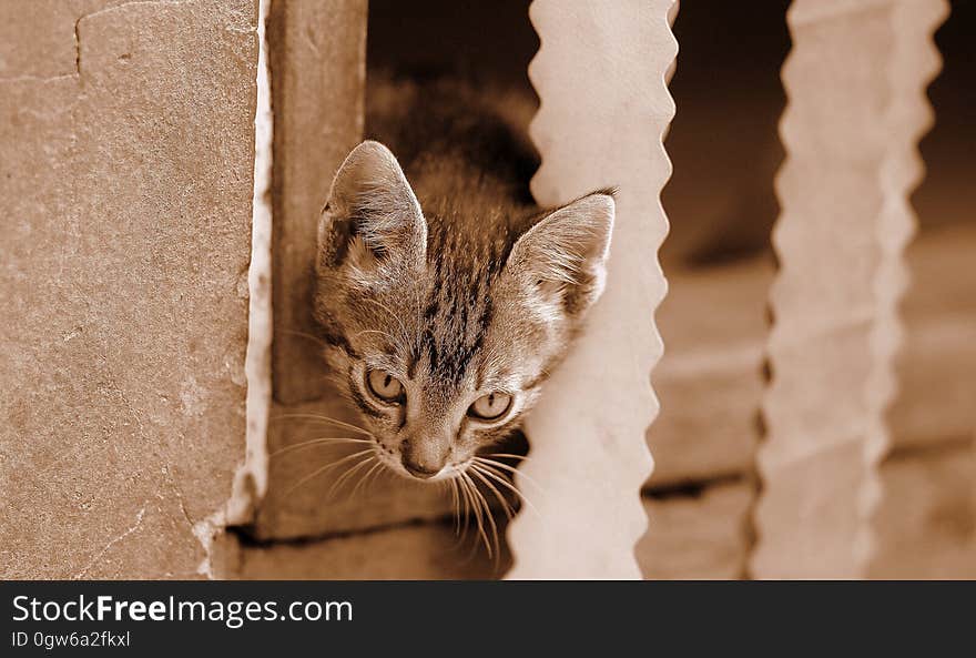 Close Up View of Silver Tabby Cat