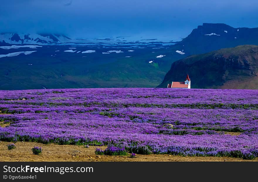 A field of violet flowers with a house and mountains in the background.