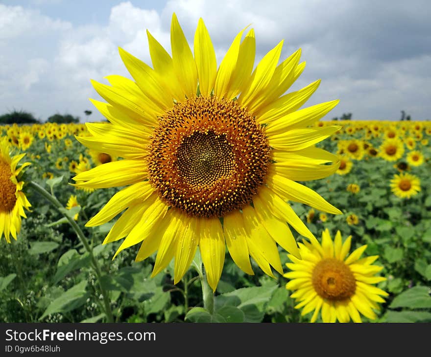 Close Up Photo of Sunflower