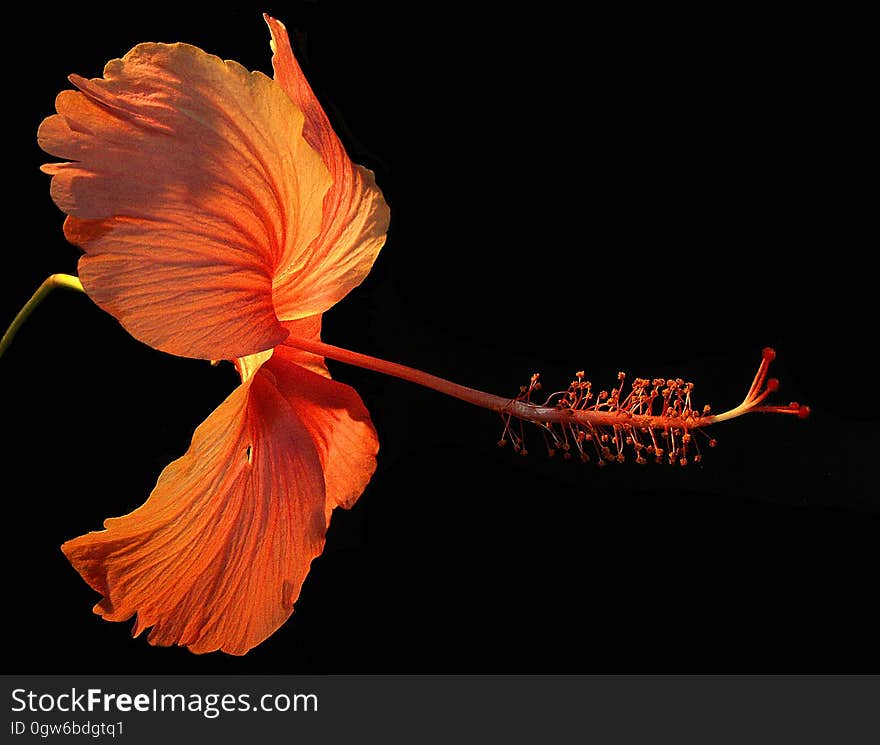 Orange Hibiscus Flower on Black Background