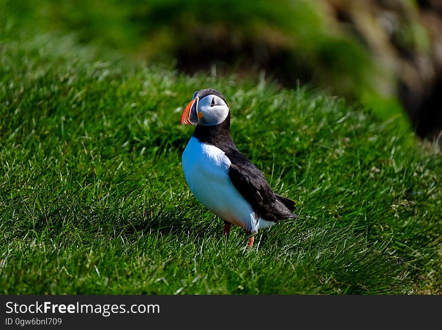 Profile of puffin standing in green grass on sunny day. Profile of puffin standing in green grass on sunny day.