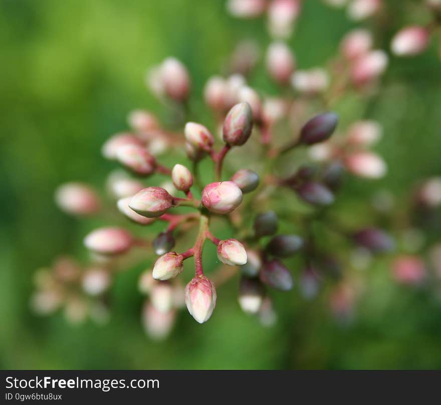 Selective Focus Photography of Red and White Plant