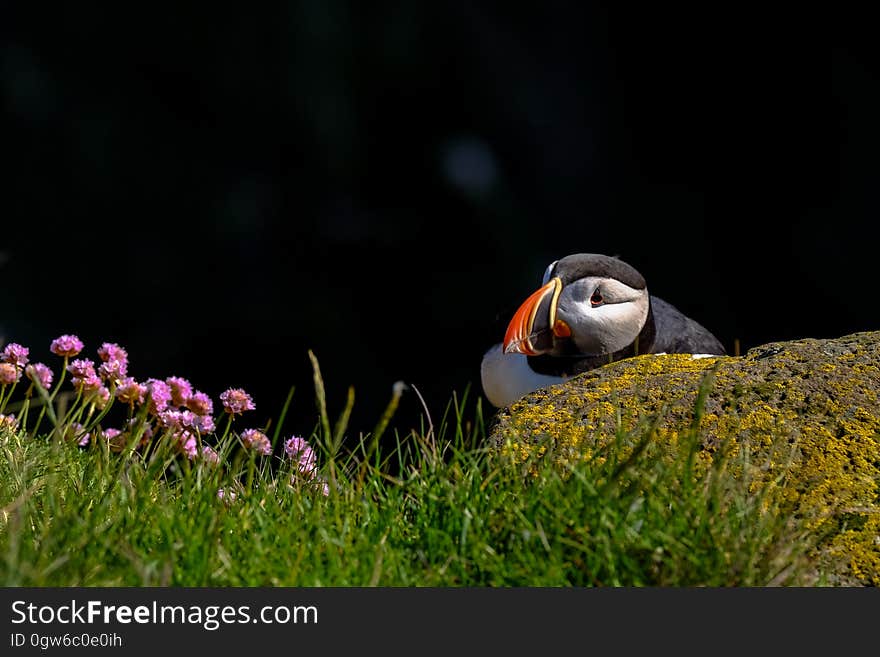 Profile portrait of puffin bird in green grasses with wildflowers. Profile portrait of puffin bird in green grasses with wildflowers.