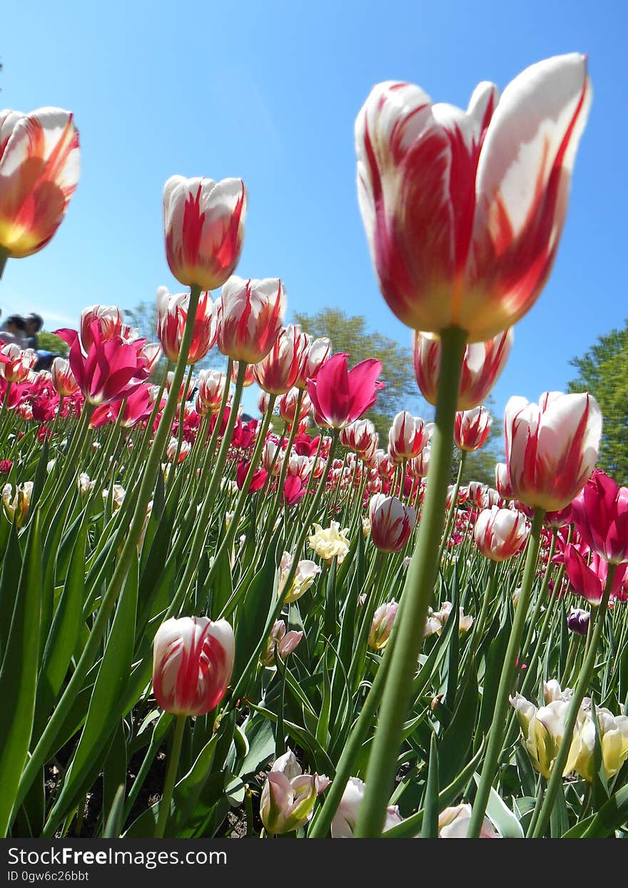 Field of blooming red and white tulips against blue skies on sunny day. Field of blooming red and white tulips against blue skies on sunny day.