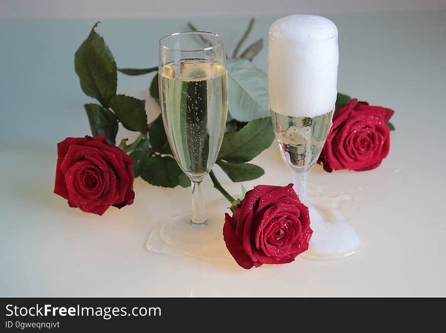 Close-up of Roses Against White Rose