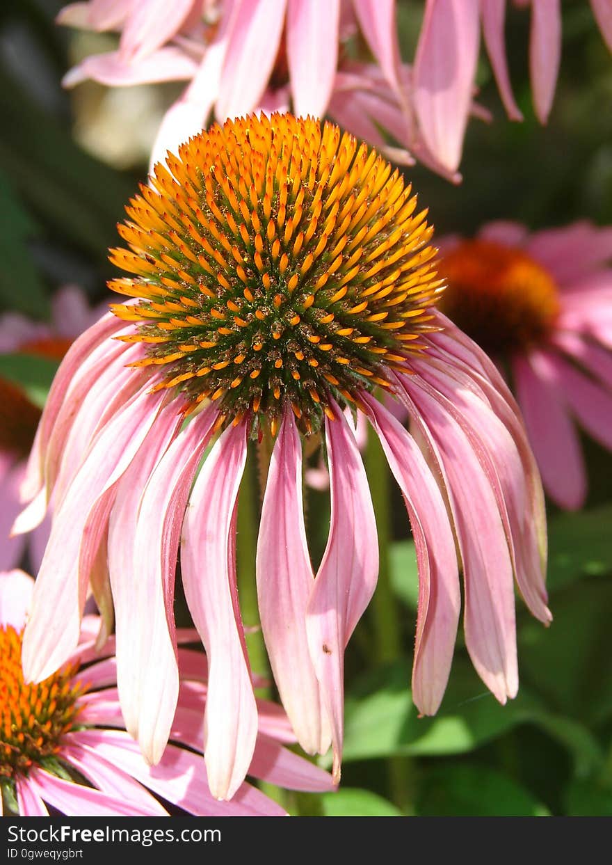 Pink Petaled Yellow Pistil Flower