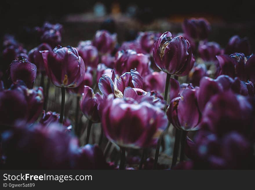 A field of purple tulips.