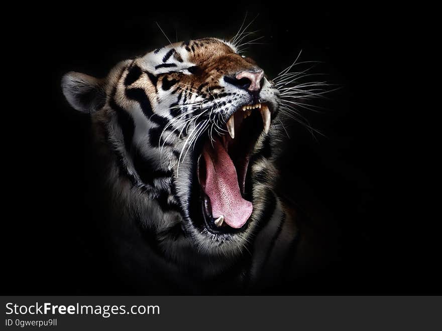 Photo of a Tiger Roaring