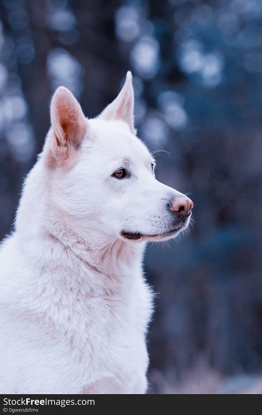 A white dog sitting outdoors.