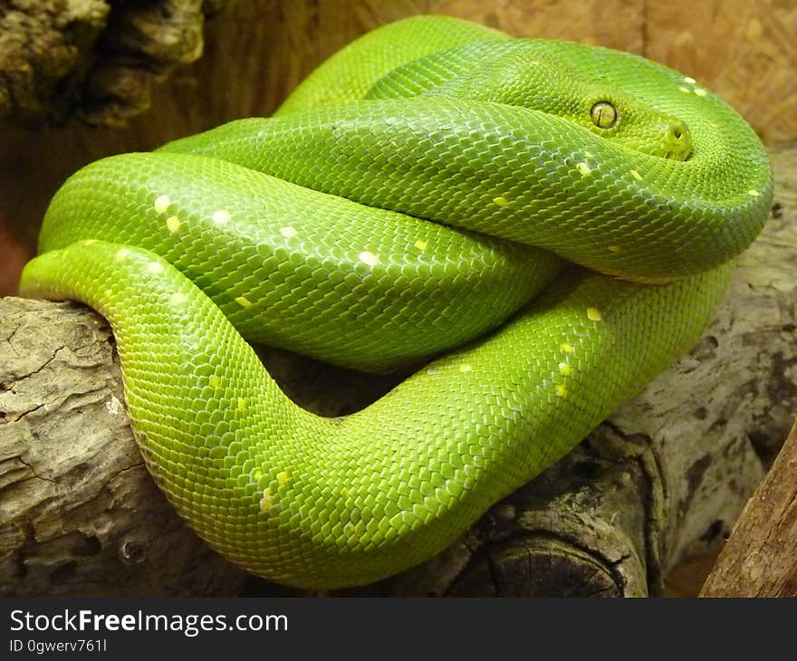 A green snake coiled up on a tree branch.