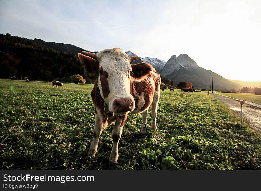 A young cow on a mountain pasture. A young cow on a mountain pasture.