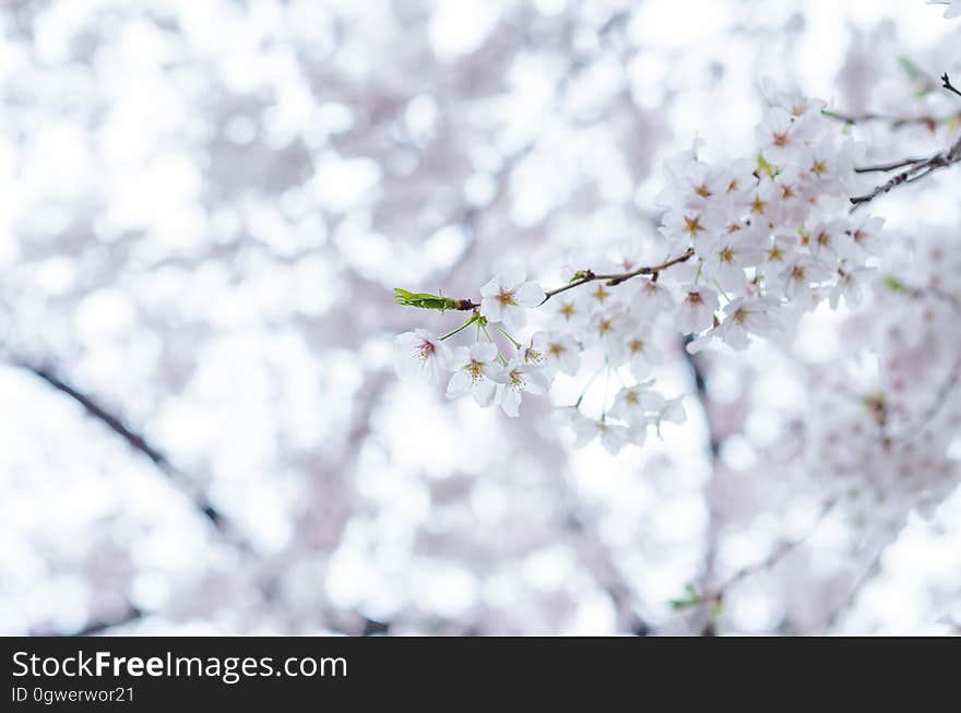 A blossoming fruit tree in the spring.