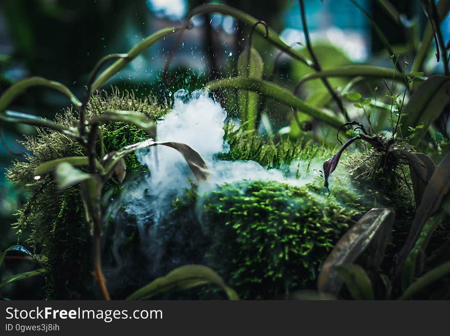 A close up of a patch of moss and other plants. A close up of a patch of moss and other plants.