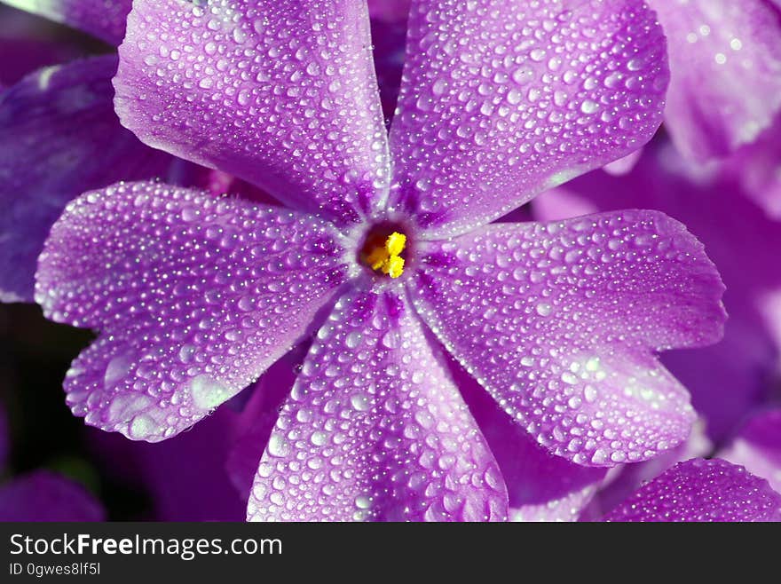 A violet flower with water drops on the petals.