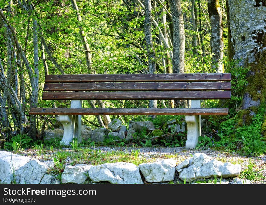 Bench in Park