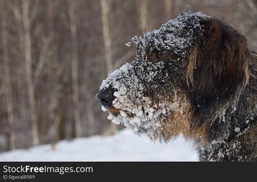 A portrait of a dog with snow on its face. A portrait of a dog with snow on its face.