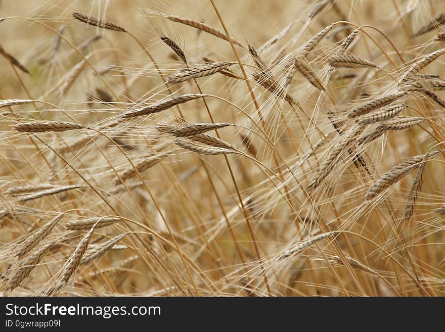 Wheat Field in Close Up Photography