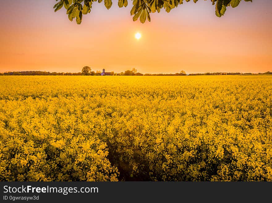 A field of yellow colza or rapeseed plants under the sun. A field of yellow colza or rapeseed plants under the sun.