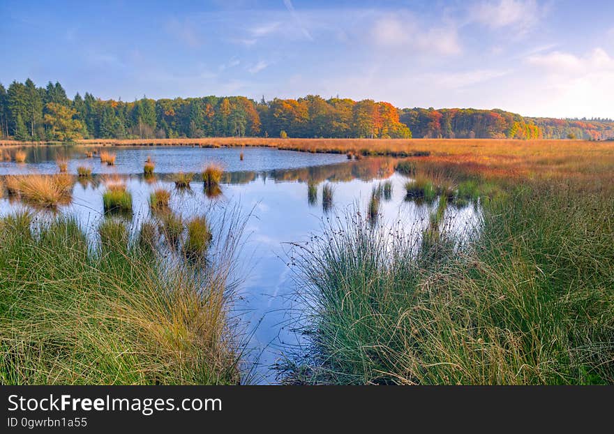 A view of a marsh with reeds and grass growing in the water. A view of a marsh with reeds and grass growing in the water.