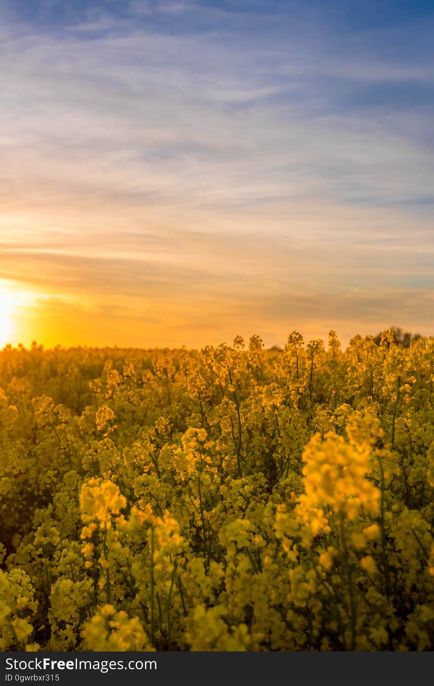 Field of golden rapeseed flowers against blue skies at sunset. Field of golden rapeseed flowers against blue skies at sunset.