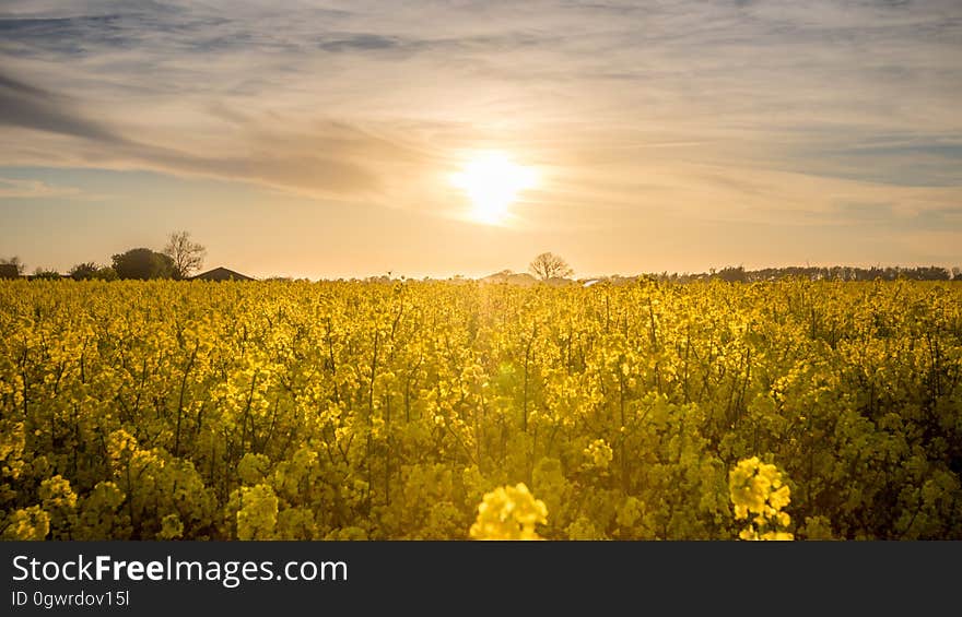 A sunset over a field of colza flowers. A sunset over a field of colza flowers.