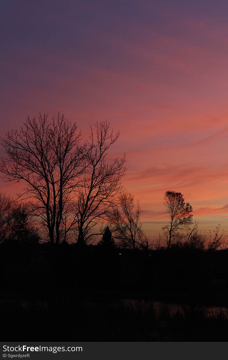 Silhouette of bare trees in field at sunset. Silhouette of bare trees in field at sunset.