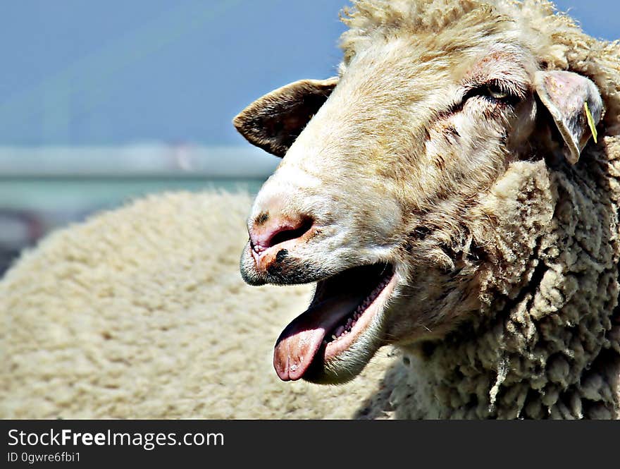 Portrait of adult sheep outdoors in sunshine. Portrait of adult sheep outdoors in sunshine.