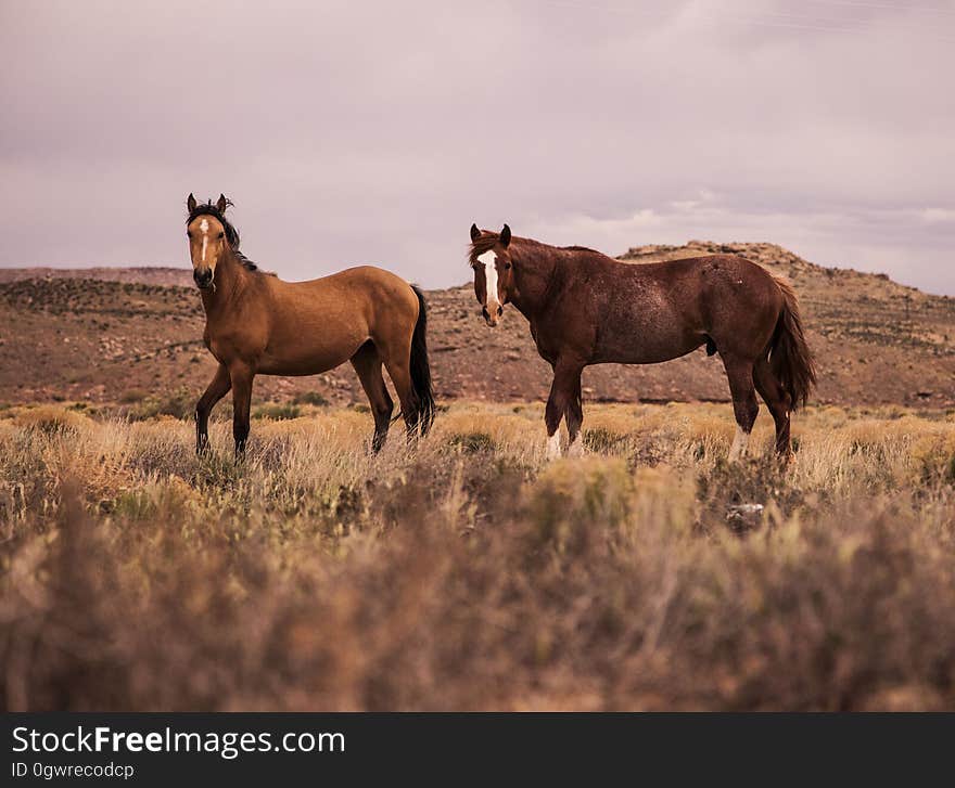 Portrait of horses standing in country field on overcast day. Portrait of horses standing in country field on overcast day.