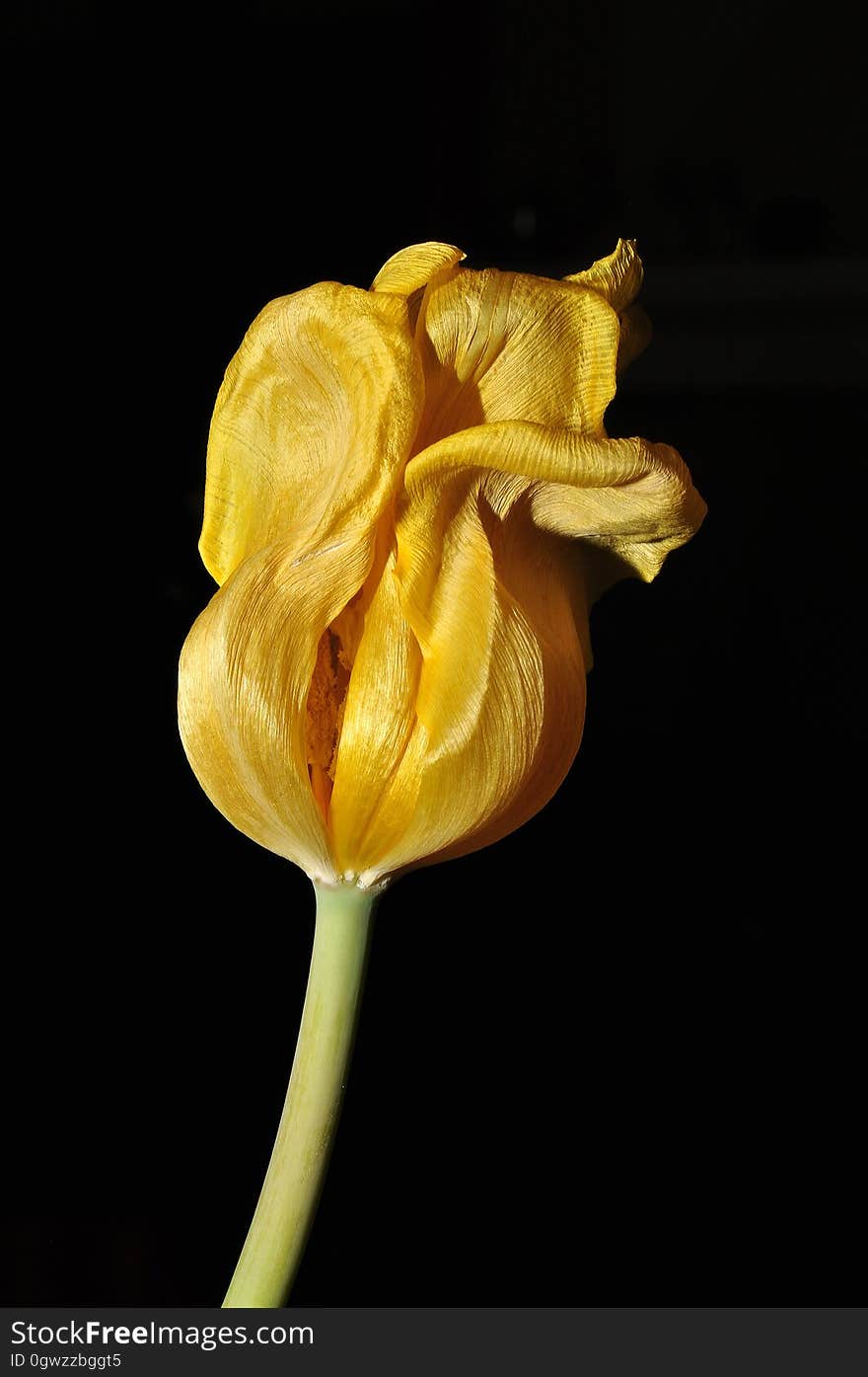 Flower, Yellow, Flora, Plant