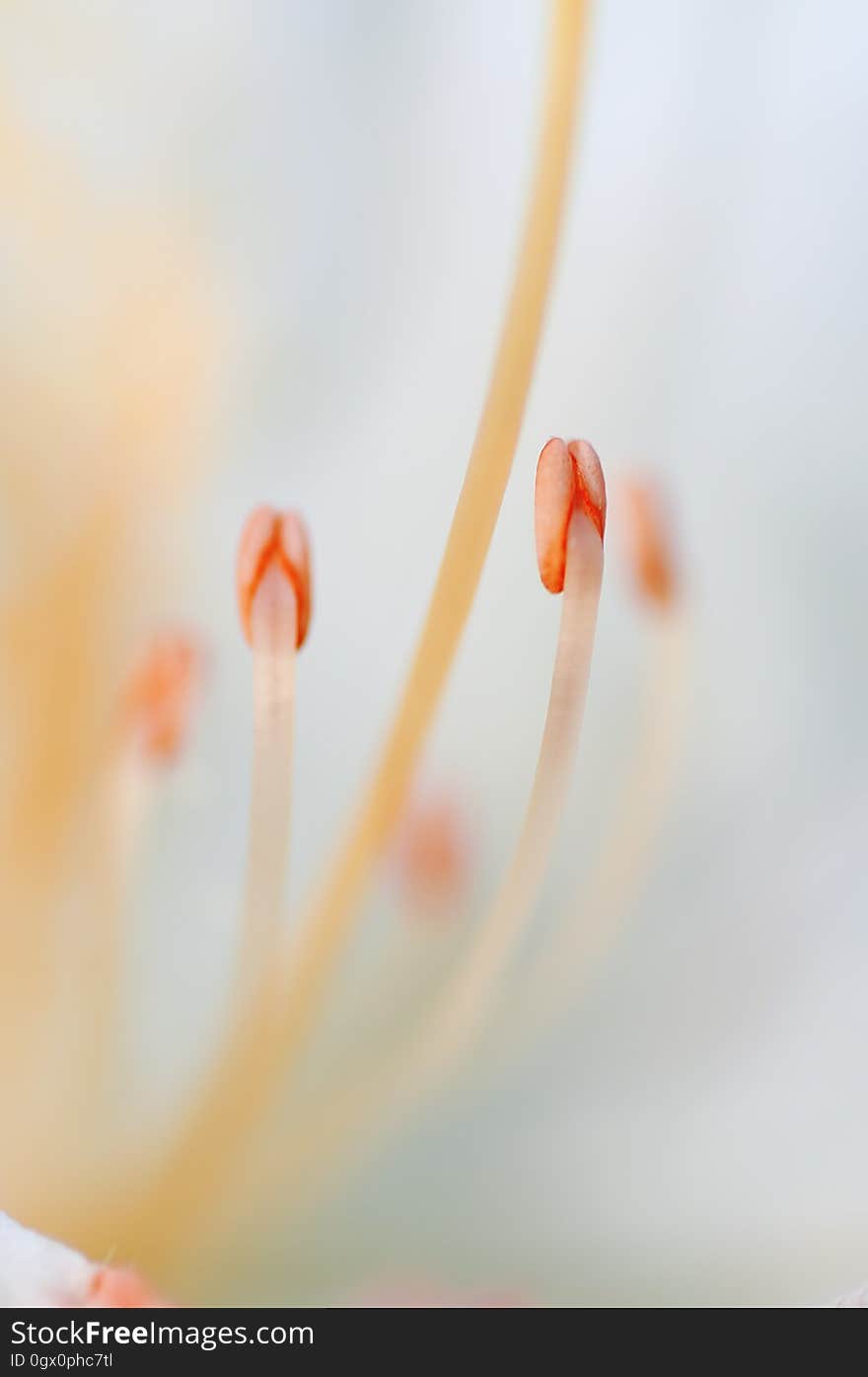 Orange, Flower, Macro Photography, Close Up