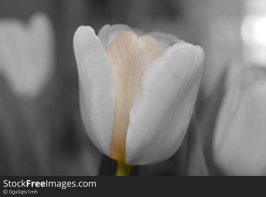 Flower, White, Plant, Flowering Plant