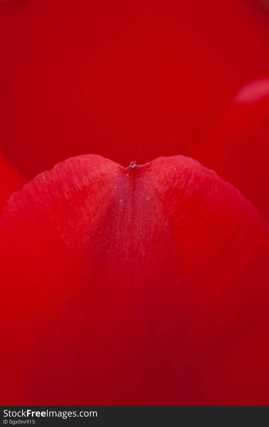 Red, Macro Photography, Petal, Close Up