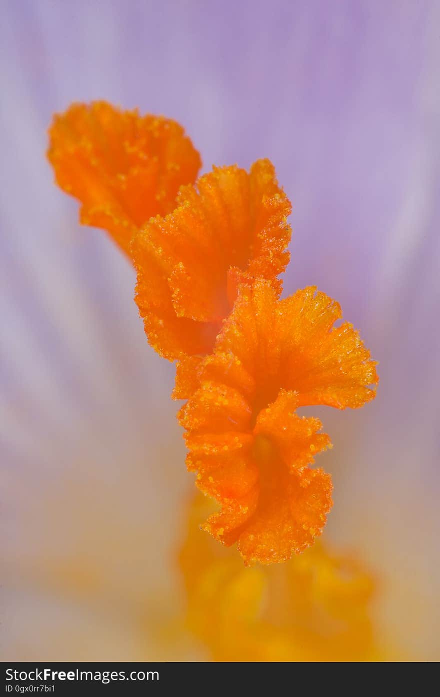 Flower, Orange, Wildflower, Close Up