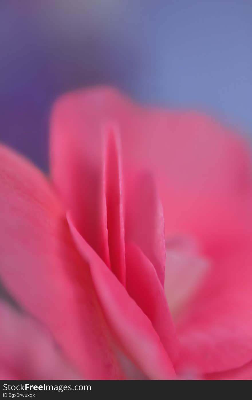 Red, Pink, Flower, Petal