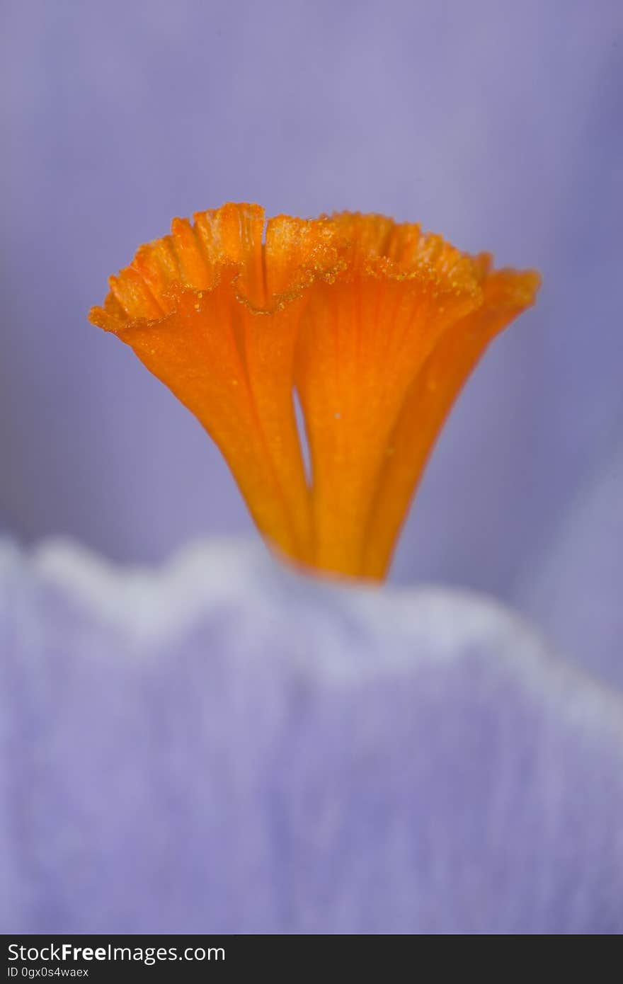 Flower, Orange, Wildflower, Close Up