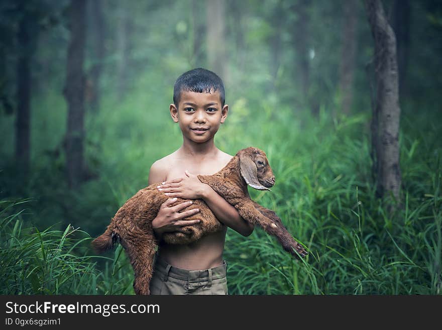 An Asian boy carrying a lamb in the forest. An Asian boy carrying a lamb in the forest.