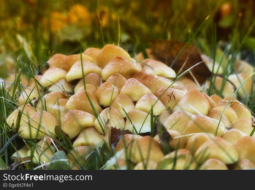 Mushroom on Green Grass