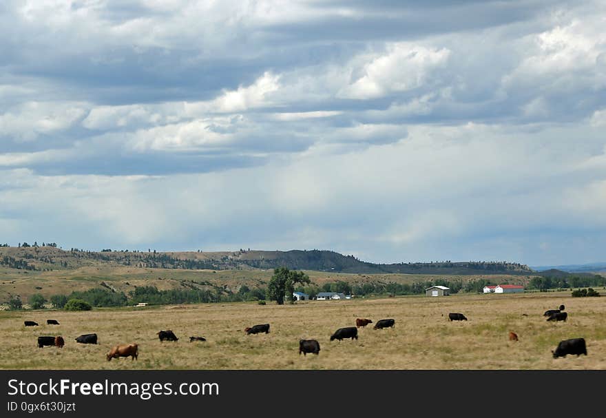 Cattle grazing in a field on a cloudy day. Cattle grazing in a field on a cloudy day.