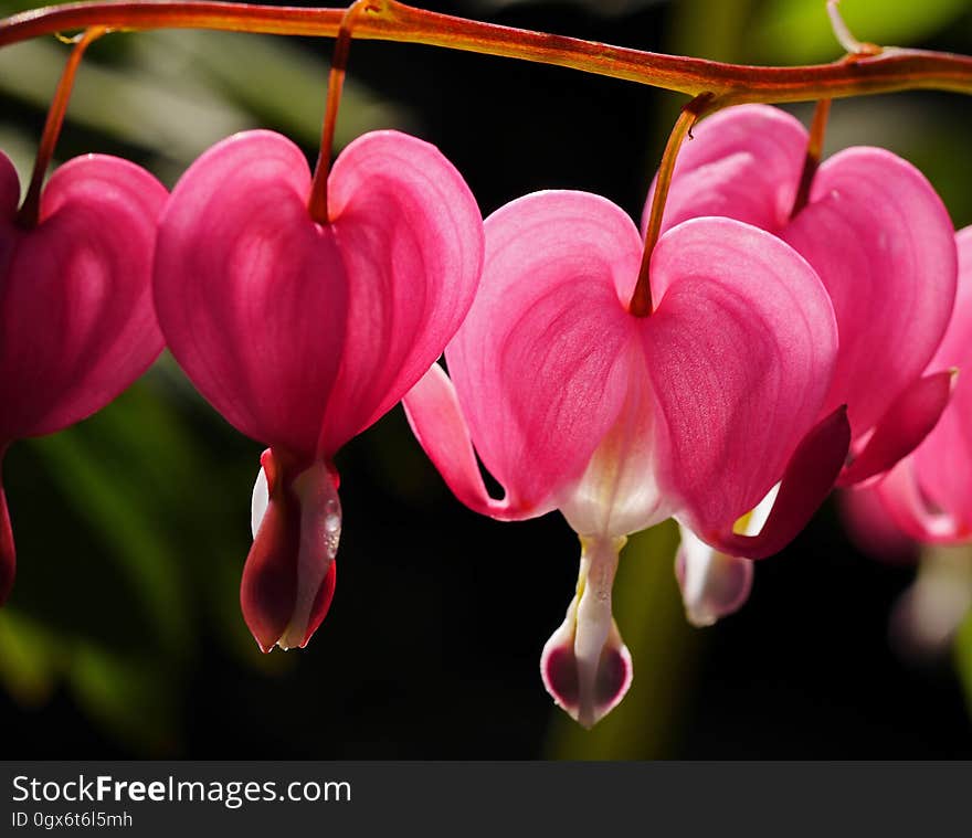 A bleeding heart flower close up.