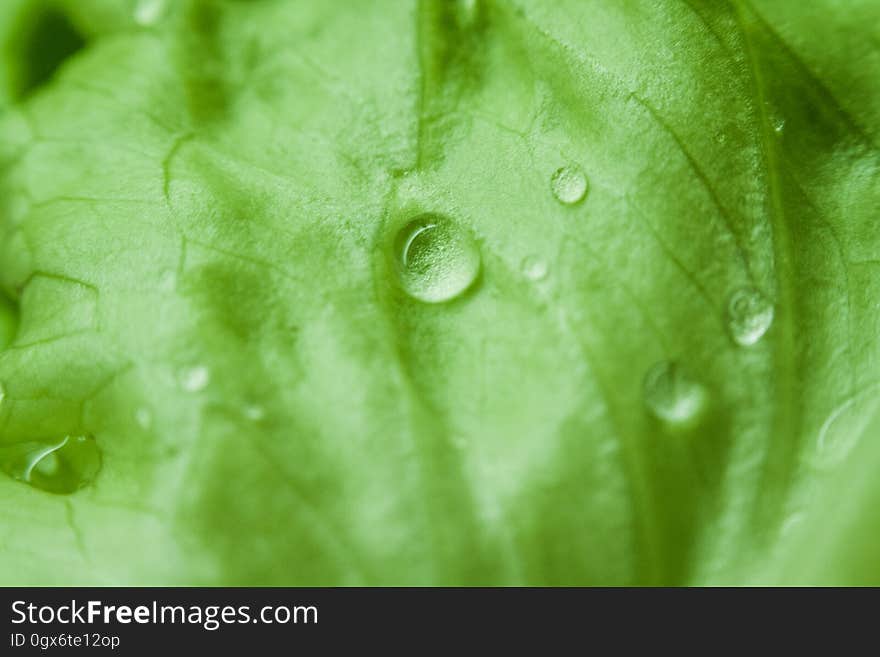 Green Leaf With Water Dew Focus Photography