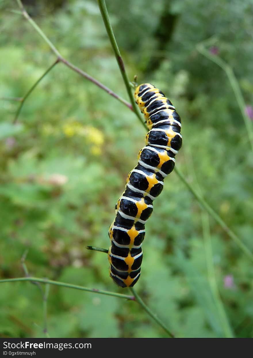 Black White and Yellow Caterpillar on the Stem