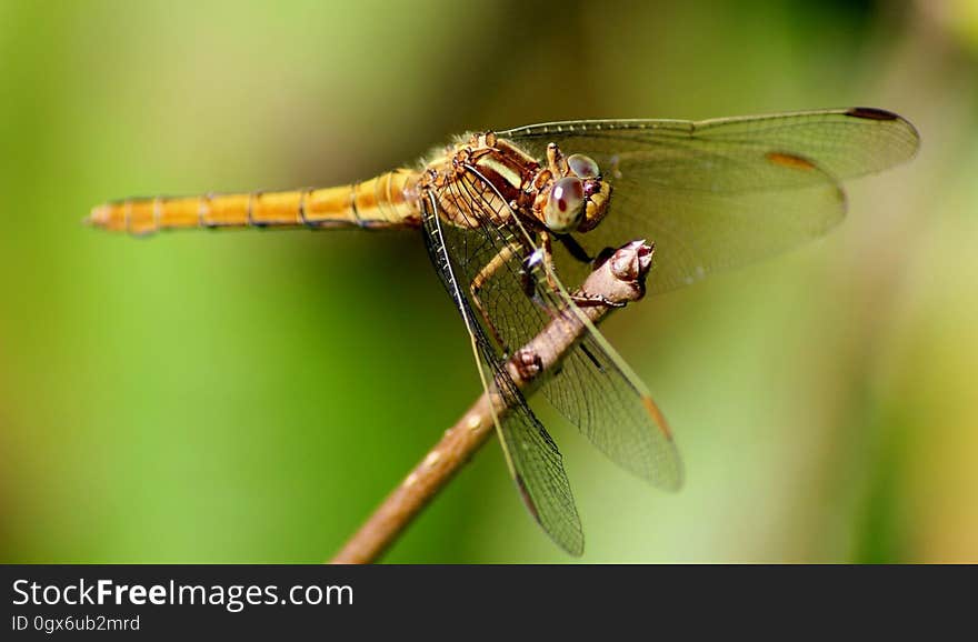 A yellow dragonfly resting on a branch in front of green background.