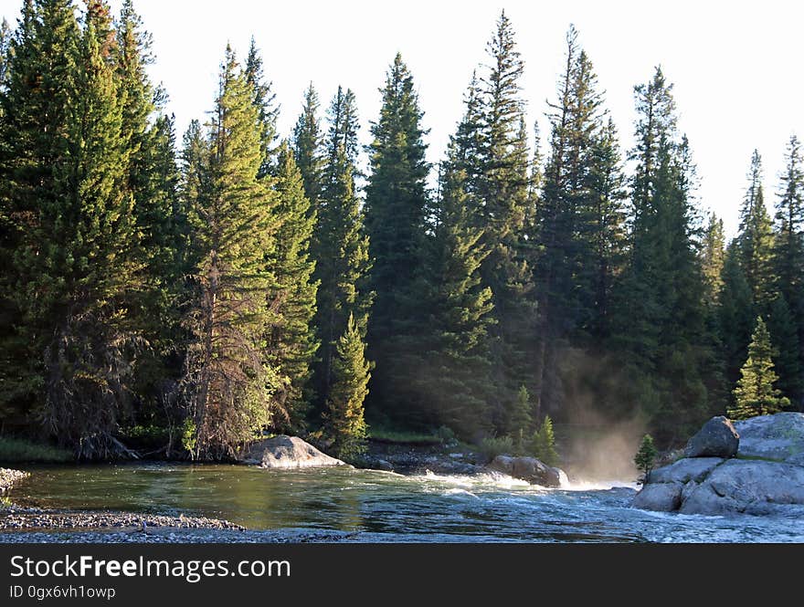 Fir trees in an evergreen forest on a river bank. Fir trees in an evergreen forest on a river bank.