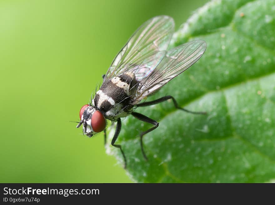 Black and Red Flying Insect Perched on Green Leaf