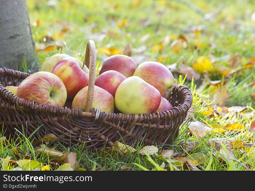 Fresh apples in a basket in the garden