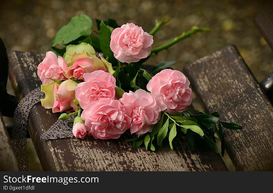 Flower, Pink, Flowering Plant, Rose