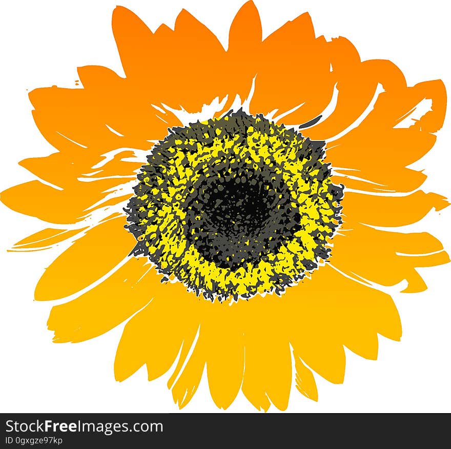 Flower, Sunflower, Flowering Plant, Yellow