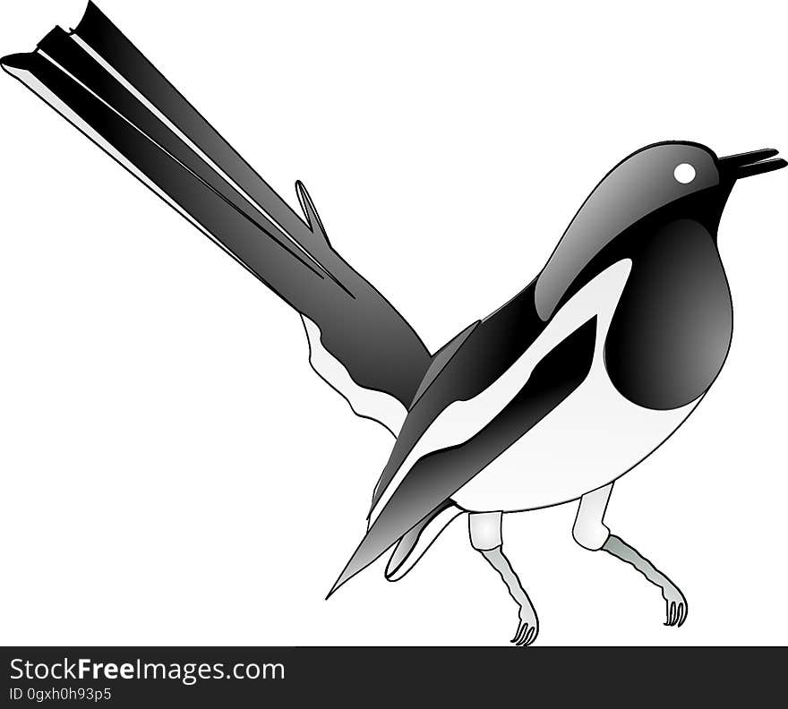 Bird, Beak, Black And White, Vertebrate