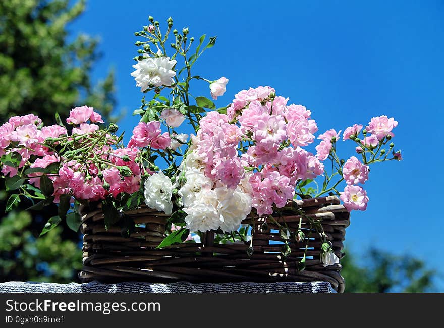 Flower, Plant, Flowering Plant, Spring