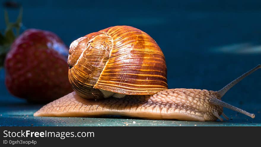 Snails And Slugs, Molluscs, Snail, Invertebrate